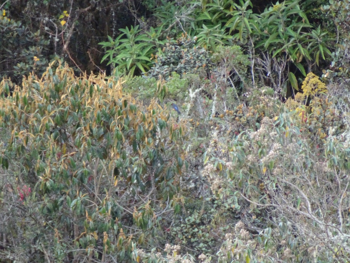 Scarlet-bellied Mountain Tanager - ML628187264