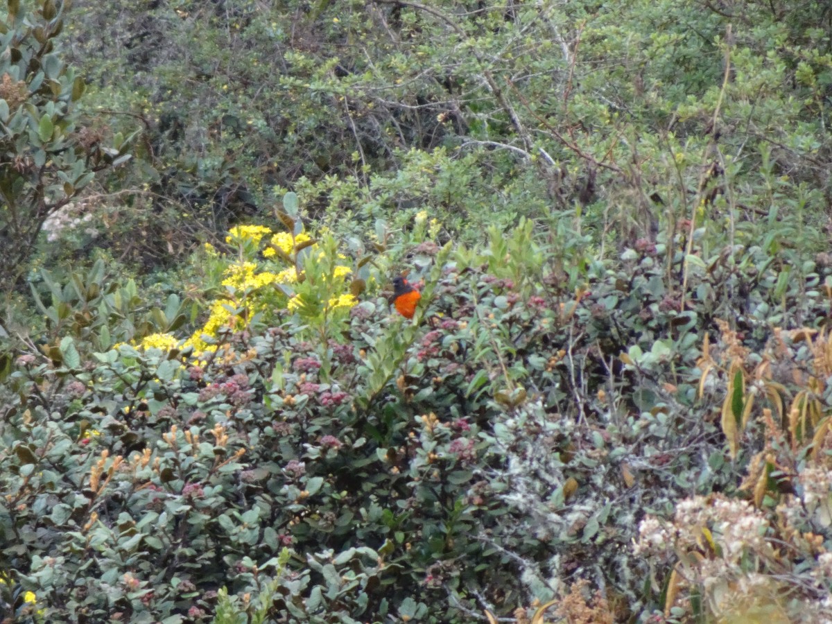 Scarlet-bellied Mountain Tanager - ML628187265