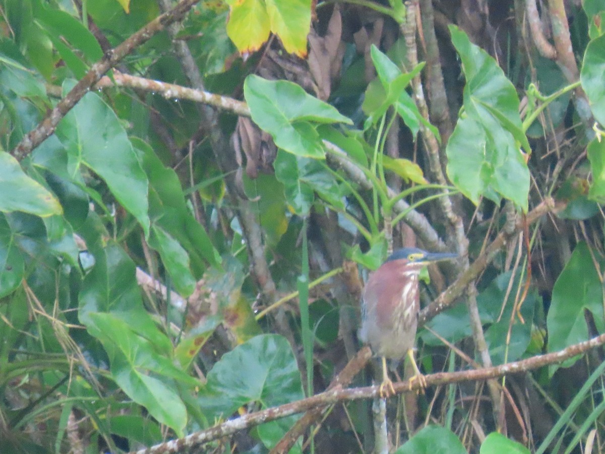 Green Heron - ML628187282