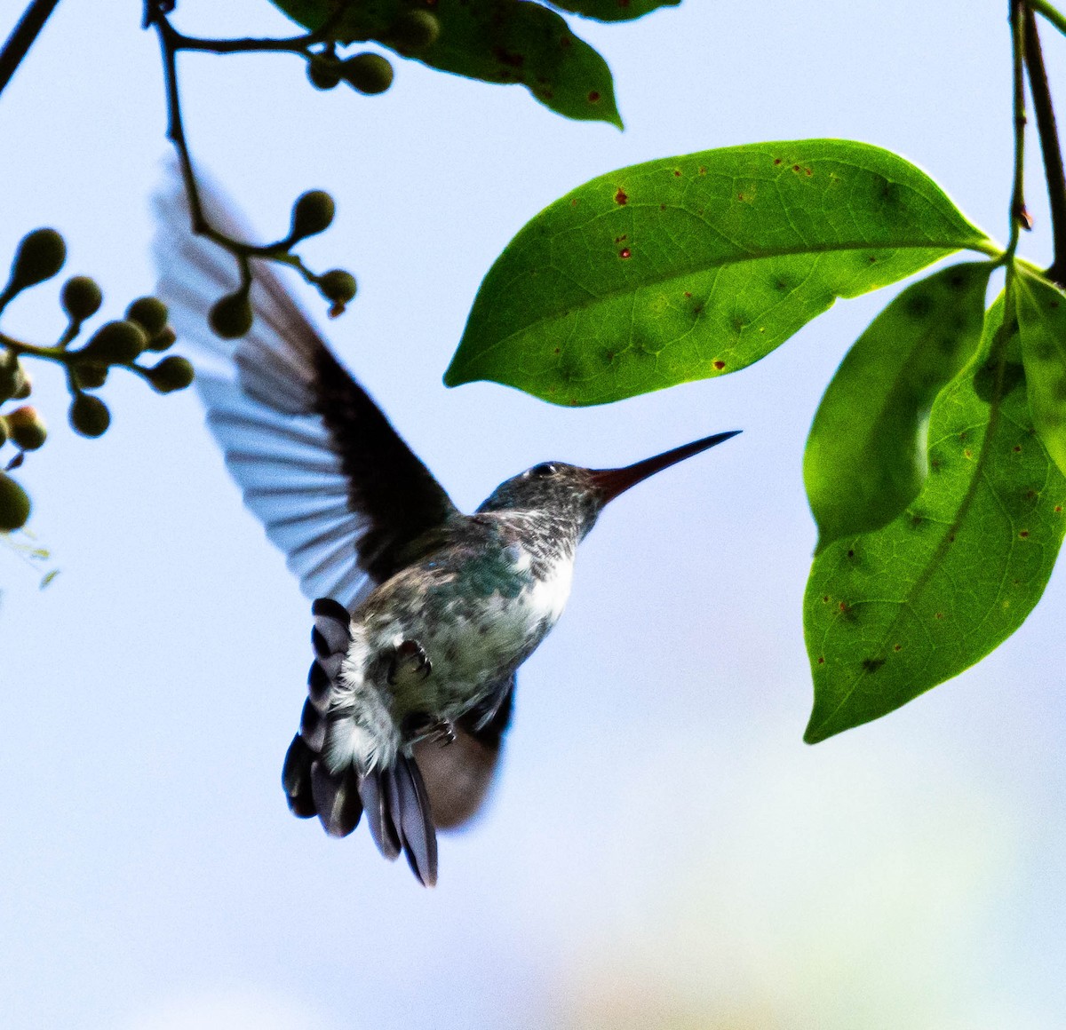 Glittering-throated Emerald - ML628187331