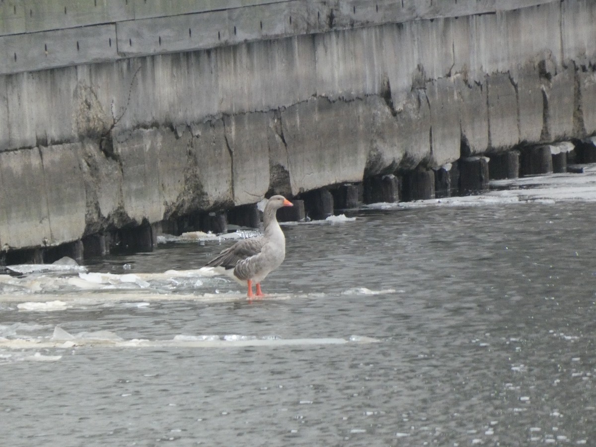 Graylag Goose (Domestic type) - ML628187334