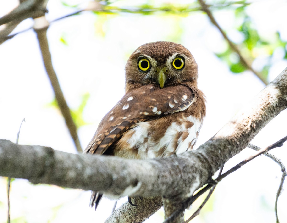 Ferruginous Pygmy-Owl - ML628187335