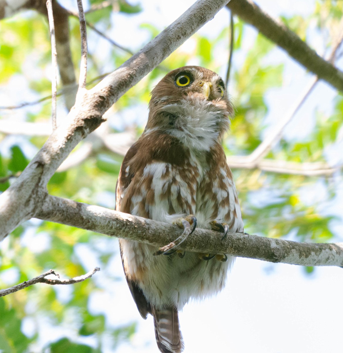 Ferruginous Pygmy-Owl - ML628187338