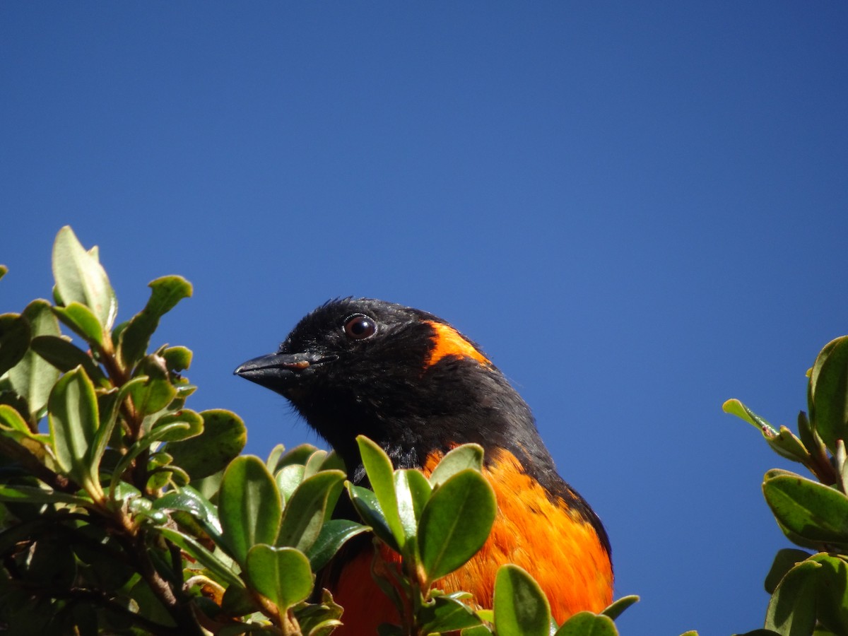 Scarlet-bellied Mountain Tanager - ML628187368