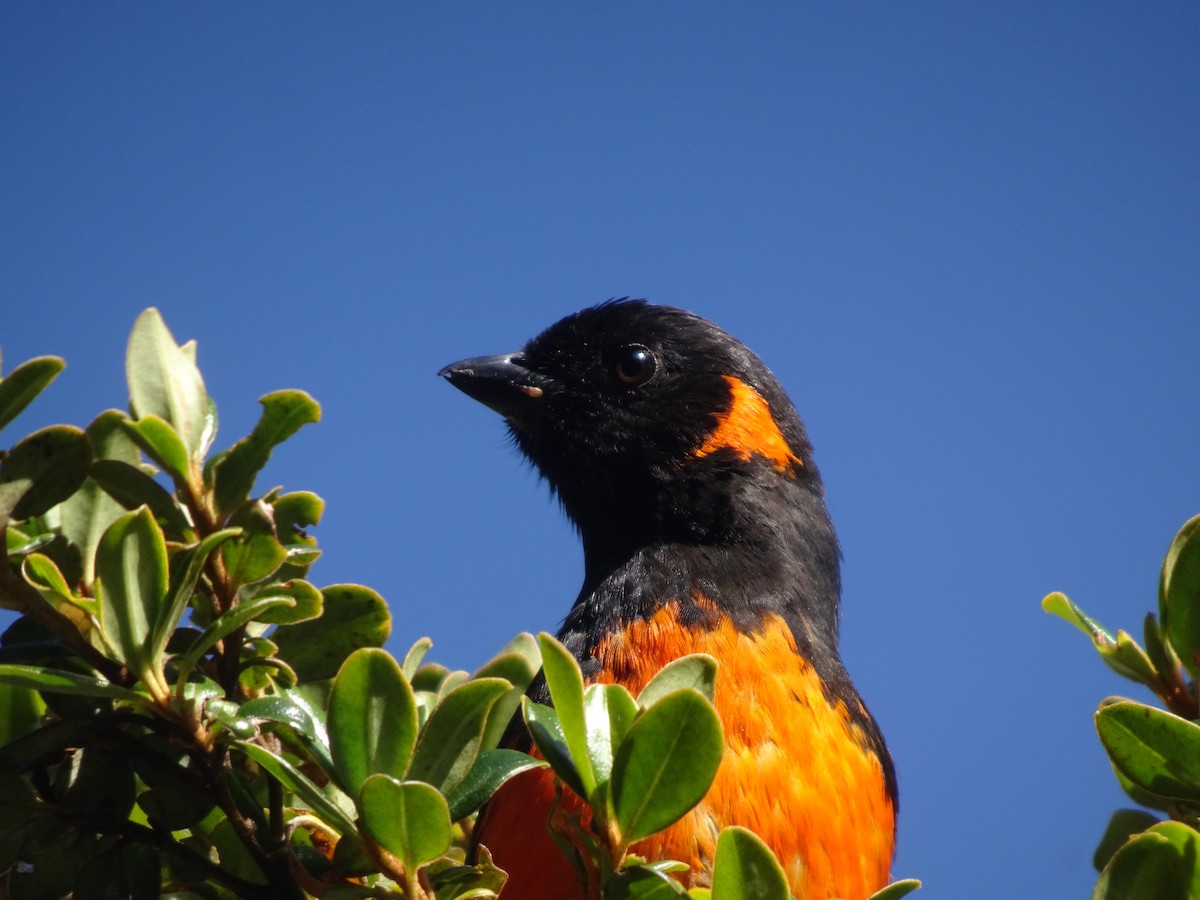 Scarlet-bellied Mountain Tanager - ML628187369