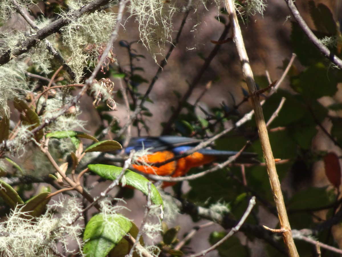 Scarlet-bellied Mountain Tanager - ML628187370