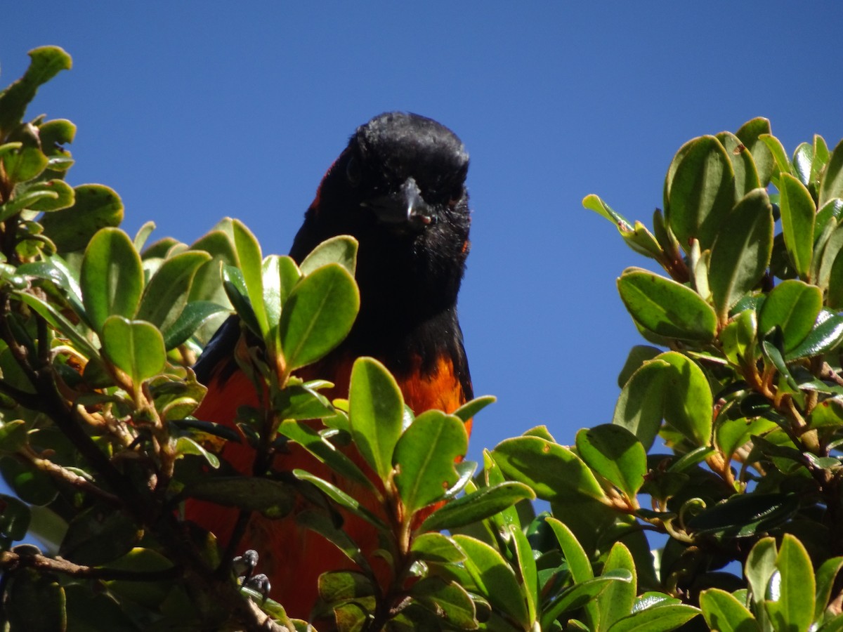 Scarlet-bellied Mountain Tanager - ML628187372