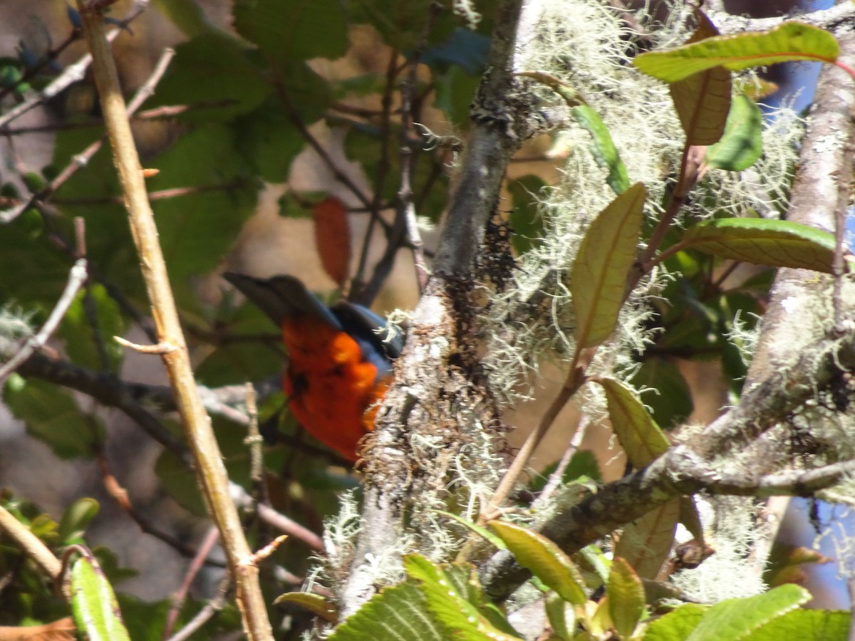 Scarlet-bellied Mountain Tanager - ML628187373