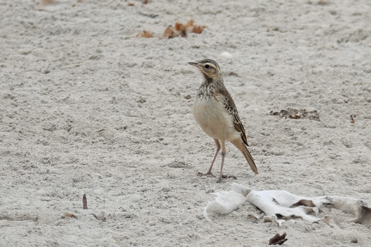 チャイロタヒバリ - ML628187409