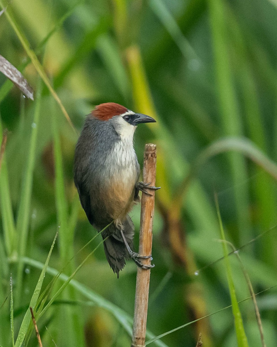 Chestnut-capped Babbler - ML628187419