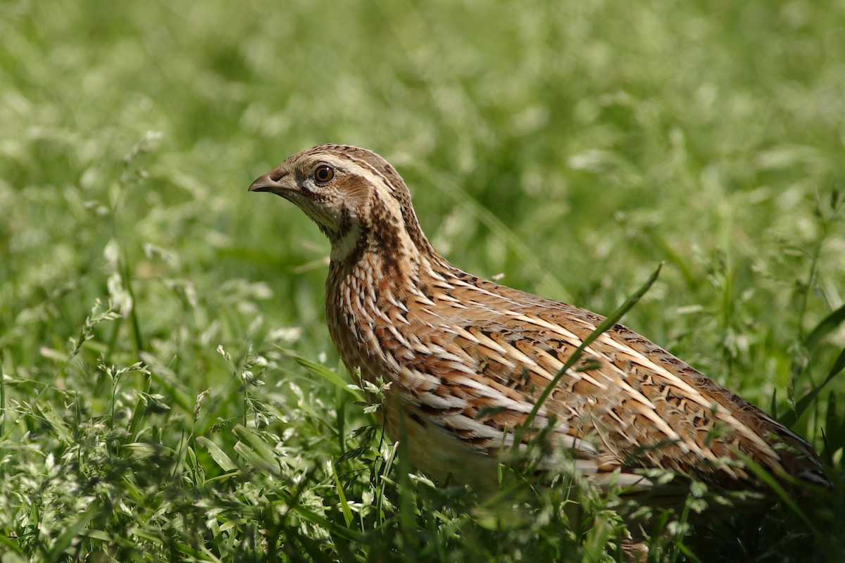 Galeper eurasiarra - ML628187578