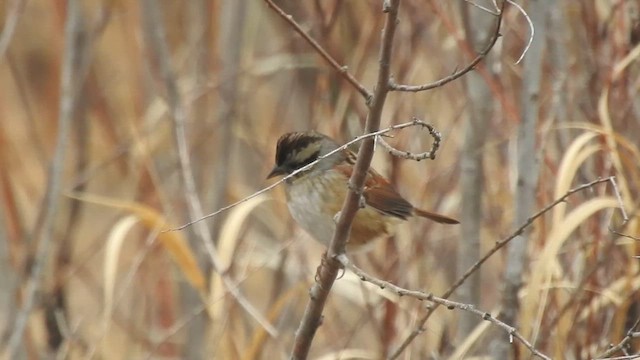 Swamp Sparrow - ML628187687