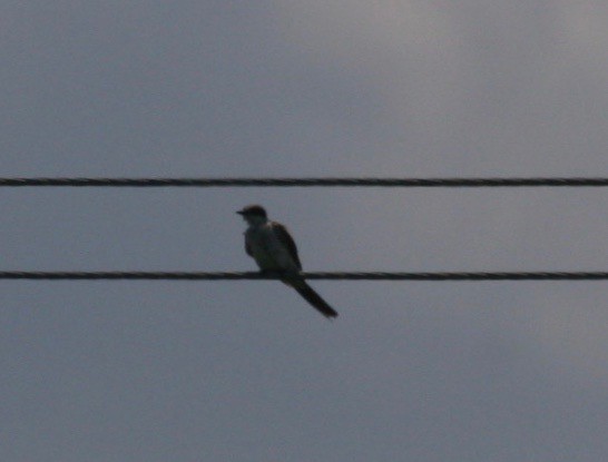 Fork-tailed Flycatcher - ML62818781