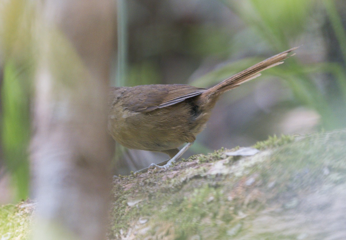 Malagasy Brush-Warbler - ML628187891