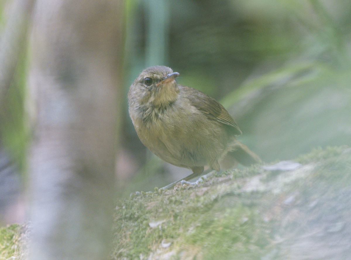 Malagasy Brush-Warbler - ML628187892