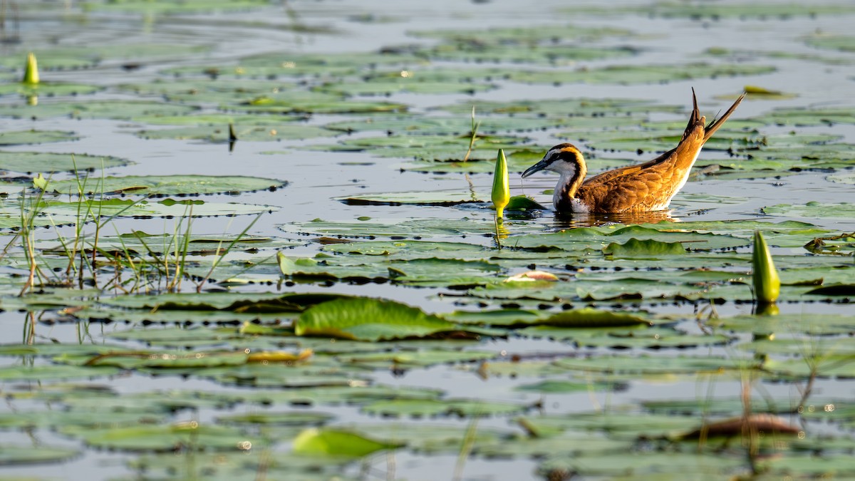 Pheasant-tailed Jacana - ML628187941
