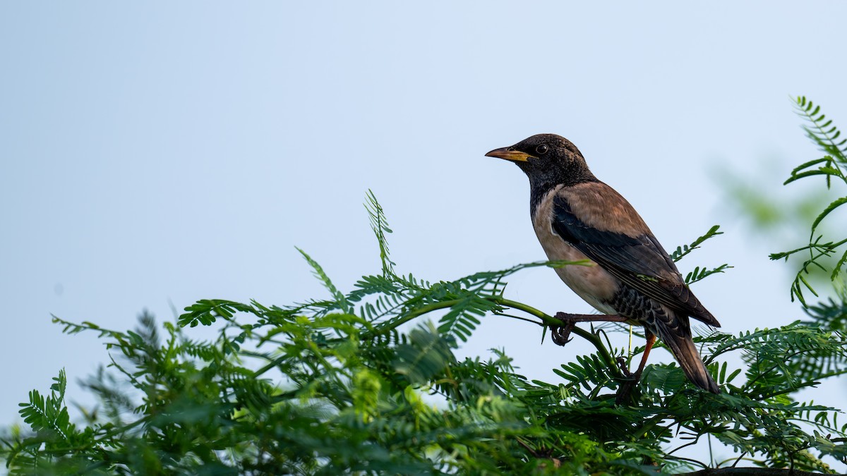Rosy Starling - ML628187974