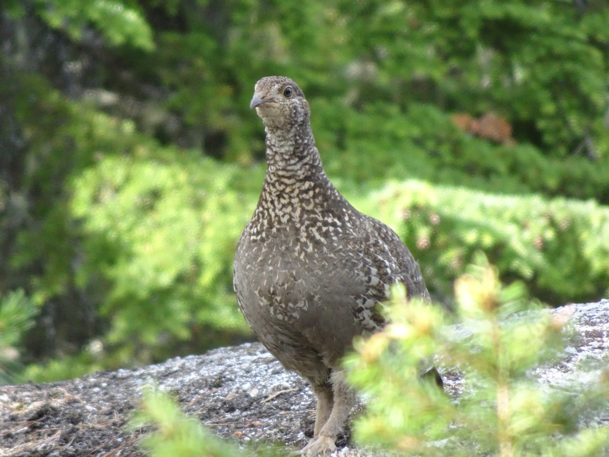 tetřívek sazový - ML628188132