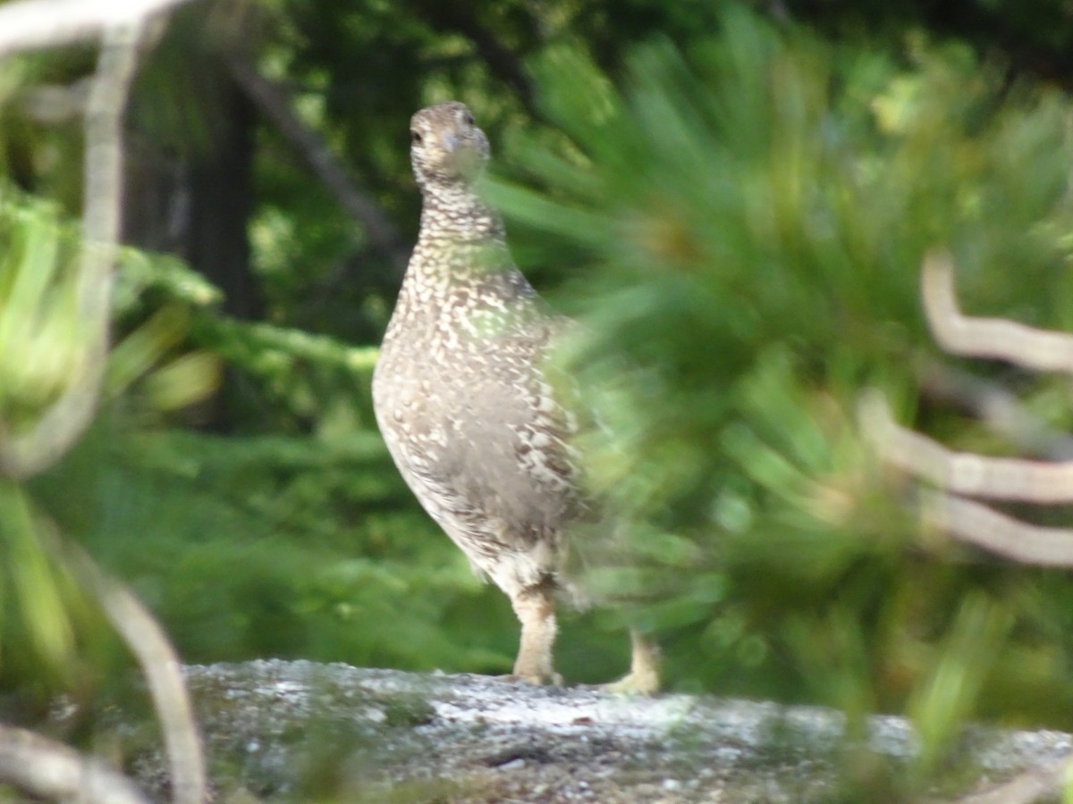 tetřívek sazový - ML628188134