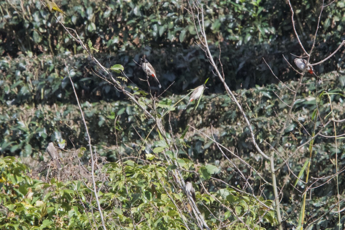 Bulbul Ventridorado - ML628188138