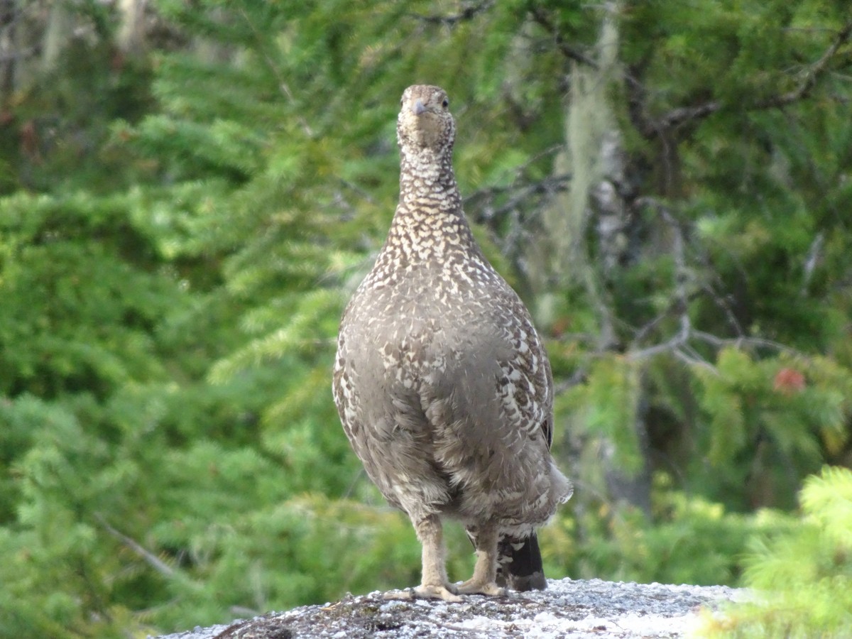 tetřívek sazový - ML628188139