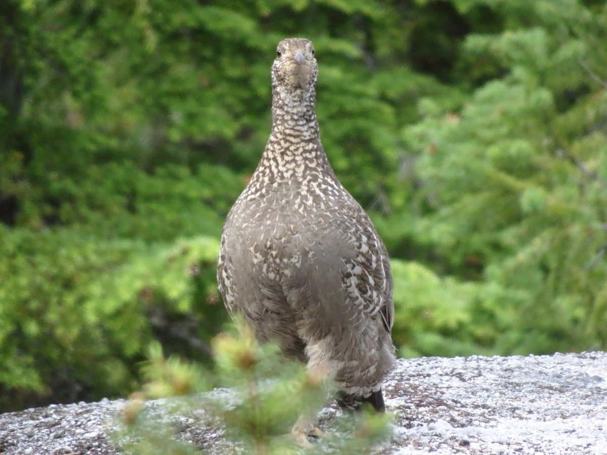 tetřívek sazový - ML628188140