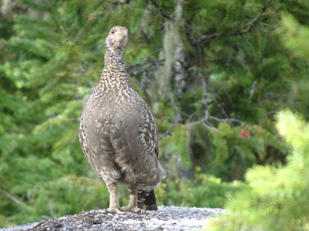 tetřívek sazový - ML628188141