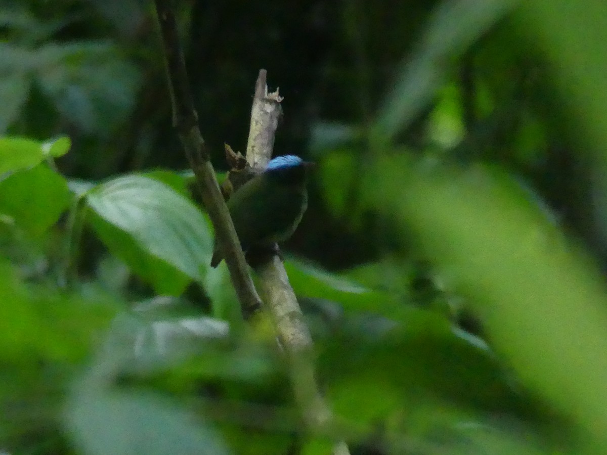 Blue-capped Manakin - ML628188194