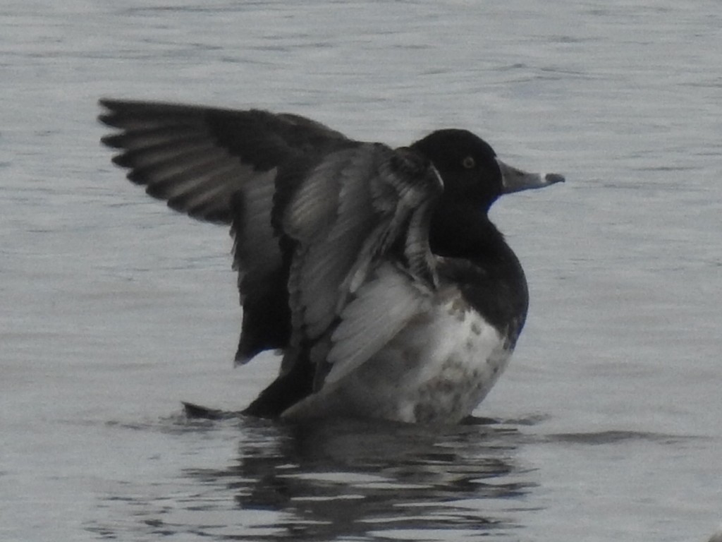 Ring-necked Duck - ML628188368