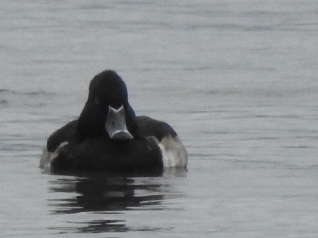 Ring-necked Duck - ML628188369