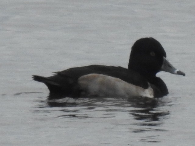 Ring-necked Duck - ML628188370