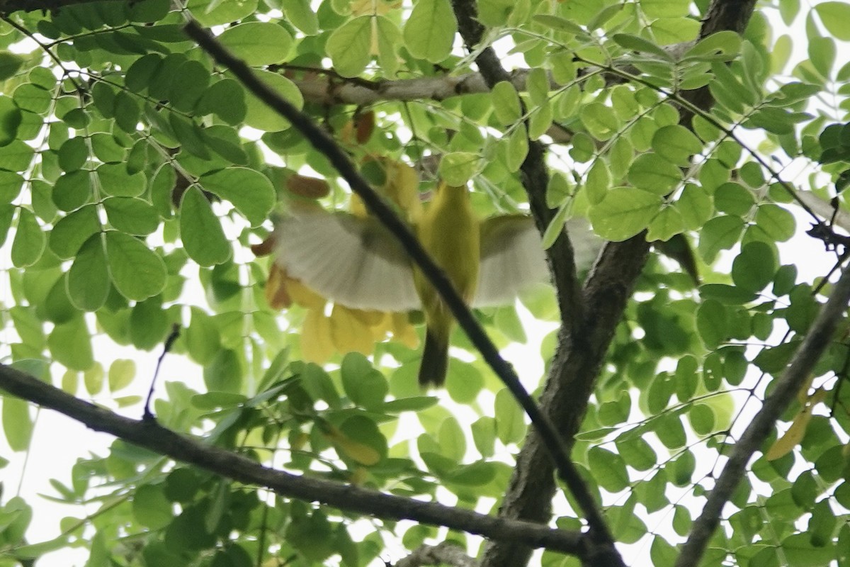 Black-lored Yellowthroat - ML628188434