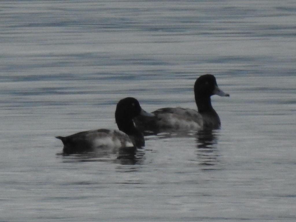 Greater Scaup - ML628188438