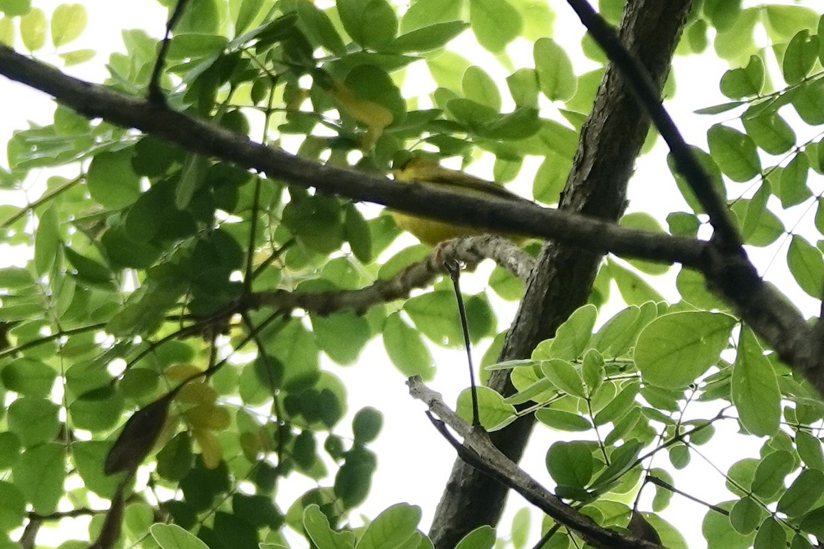 Black-lored Yellowthroat - ML628188443