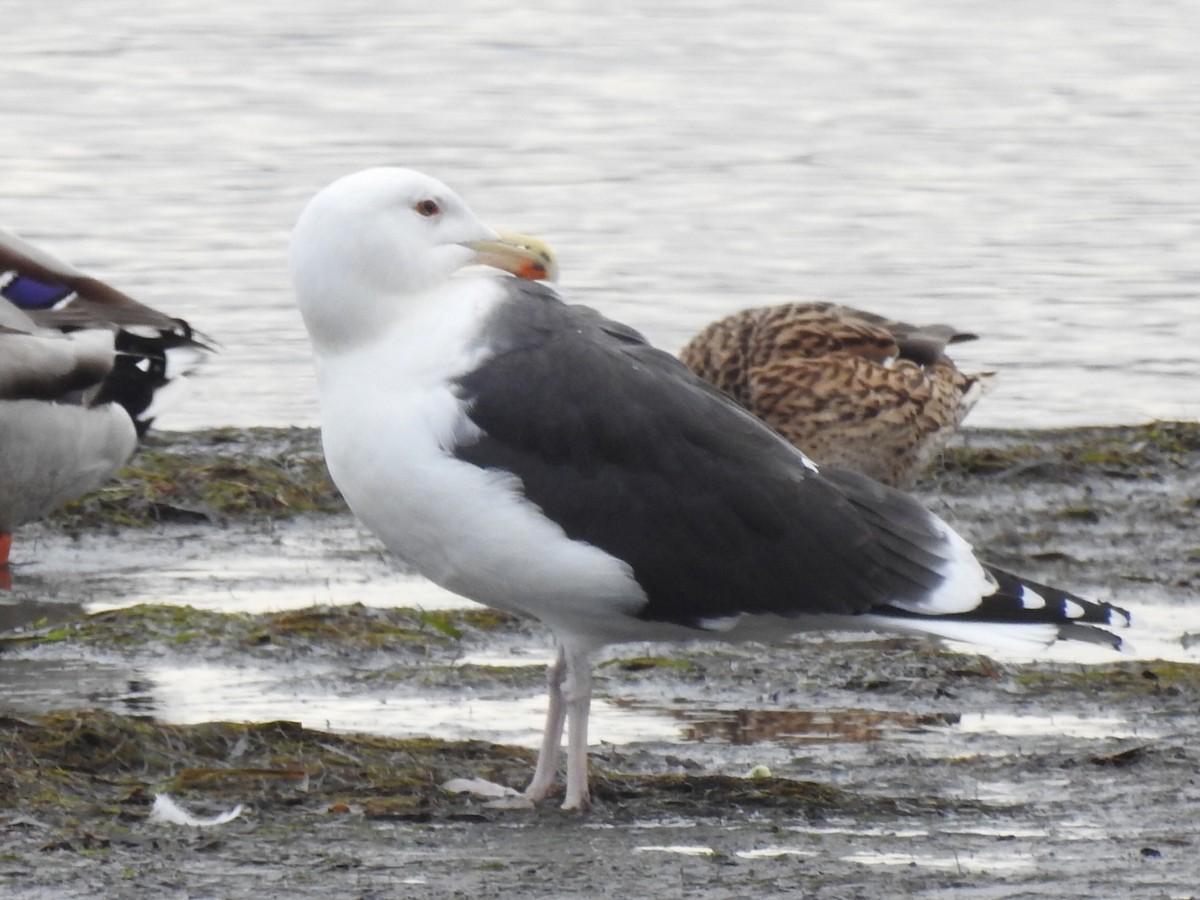 Great Black-backed Gull - ML628188469