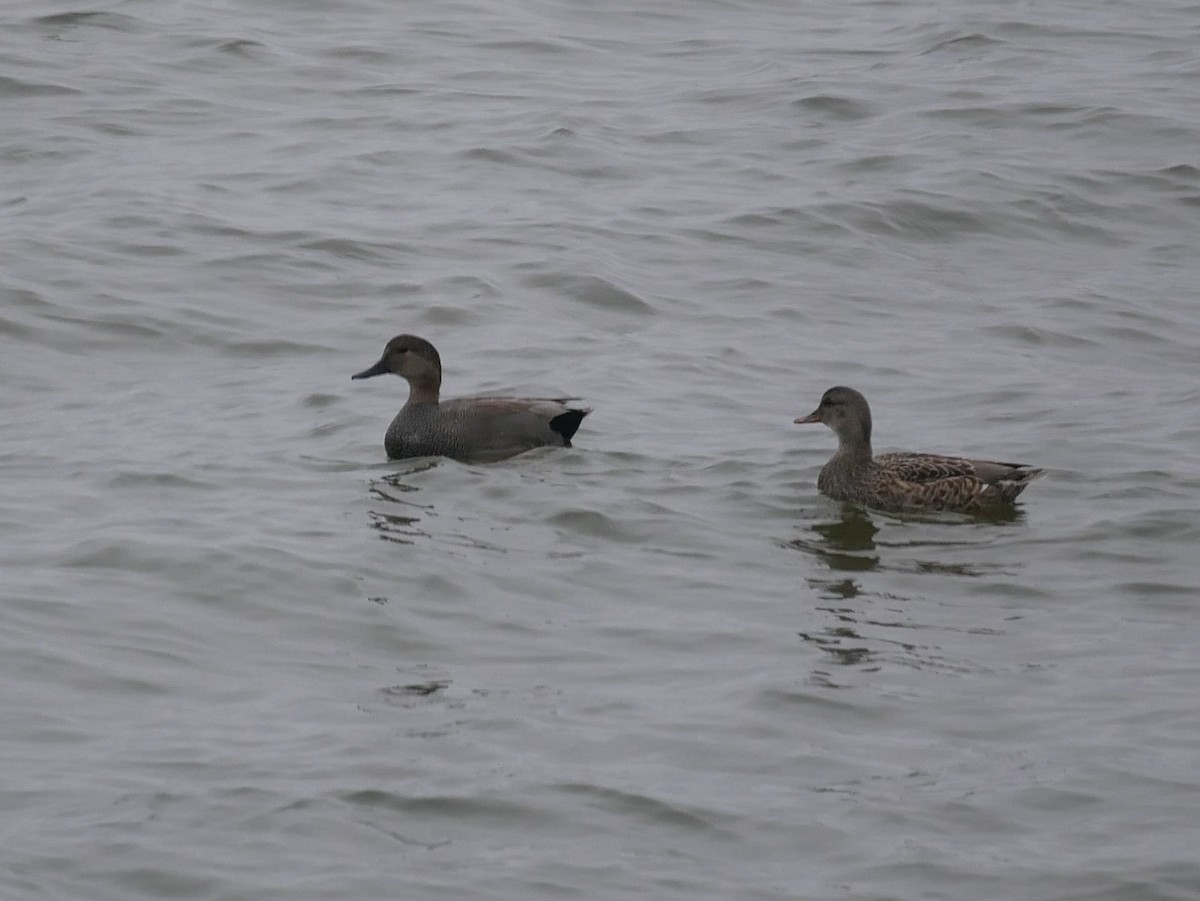 Gadwall - ML628188544