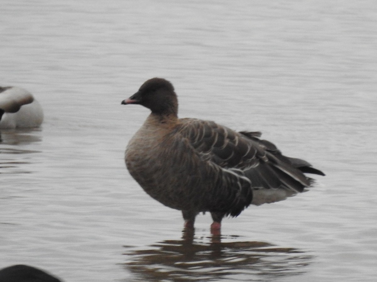 Pink-footed Goose - ML628188559