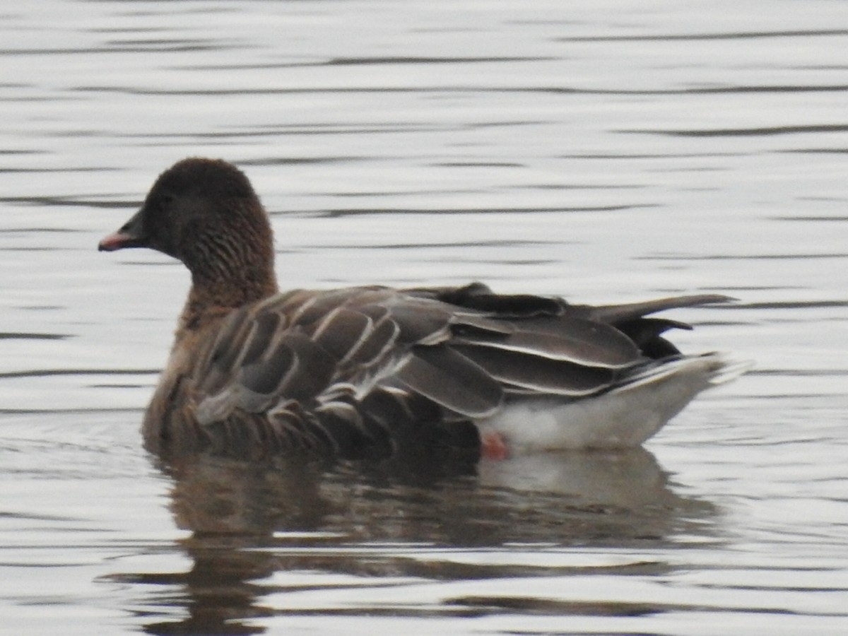 Pink-footed Goose - ML628188560