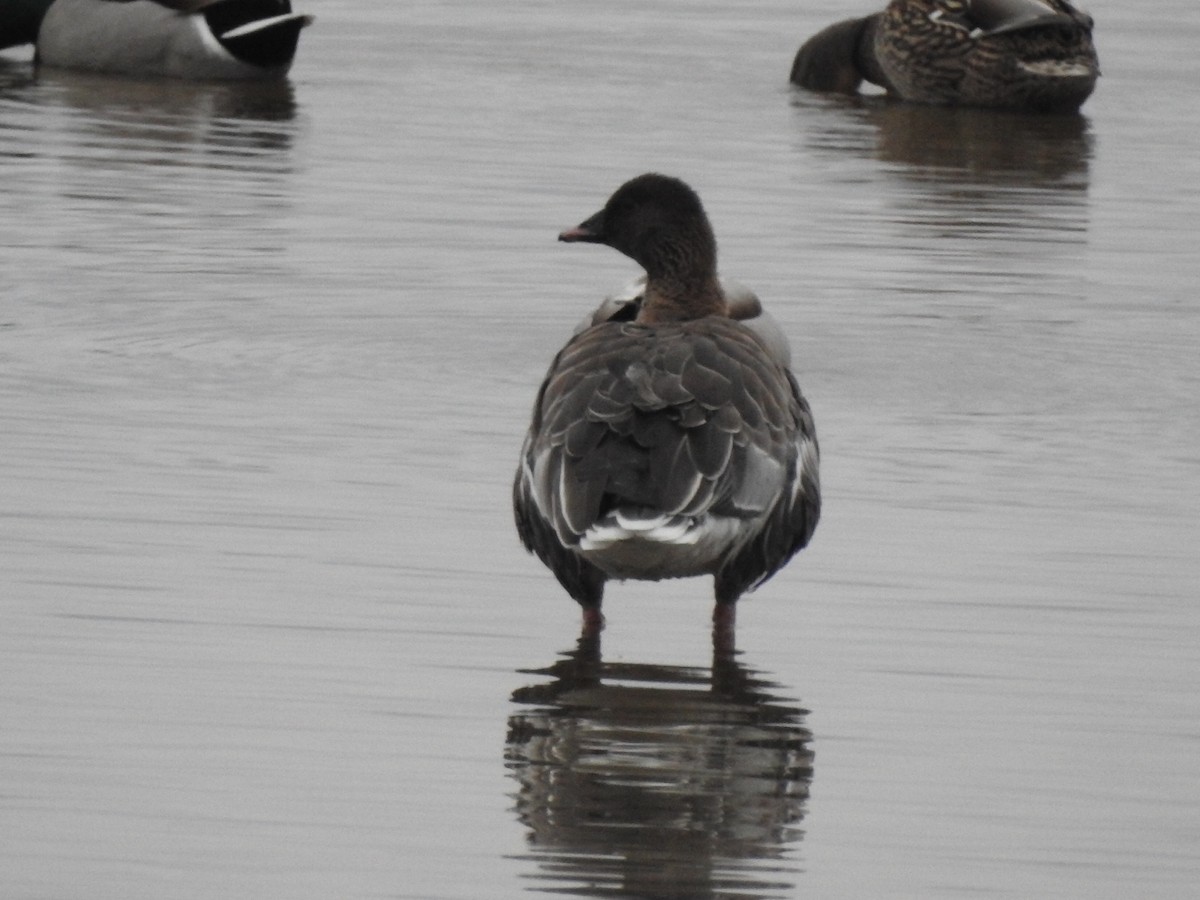 Pink-footed Goose - ML628188561
