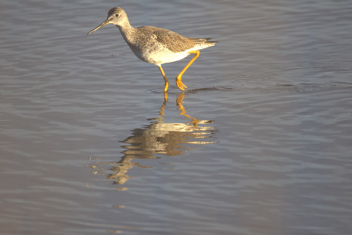 gulbeinsnipe/plystresnipe - ML628188593