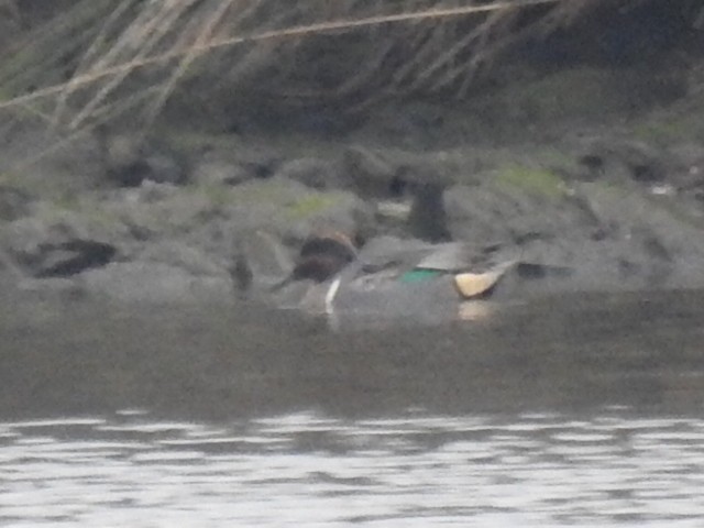 Green-winged Teal (American) - ML628188628