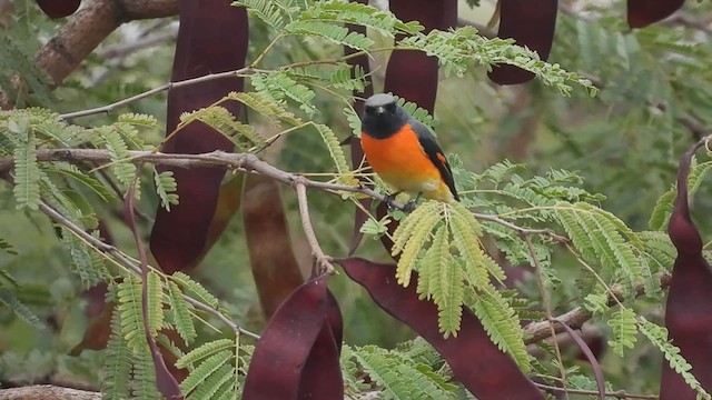 Small Minivet - ML628188694