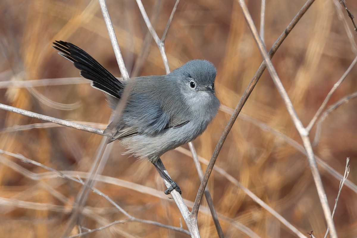 California Gnatcatcher - ML628188981