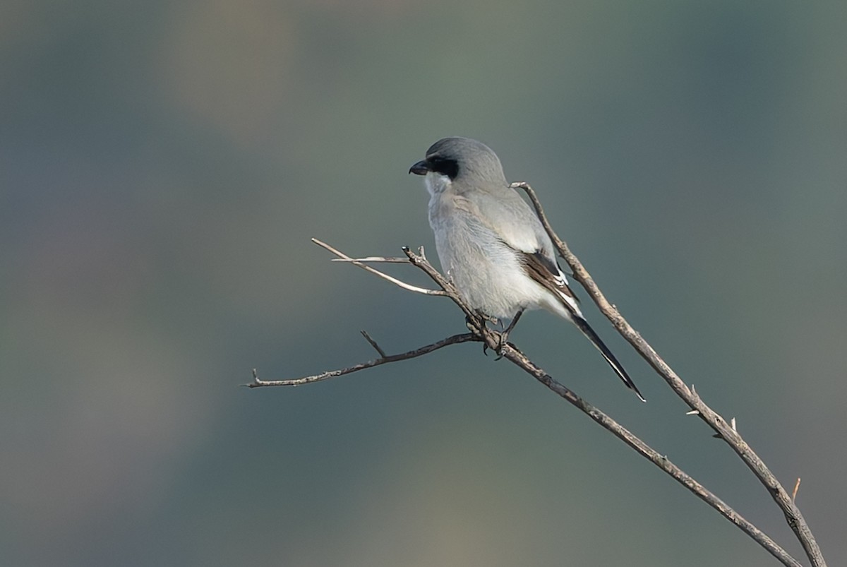 Loggerhead Shrike - ML628189173
