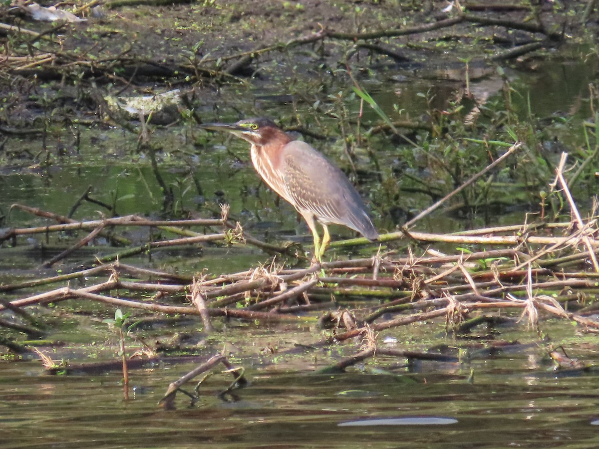 Green Heron - ML628189184