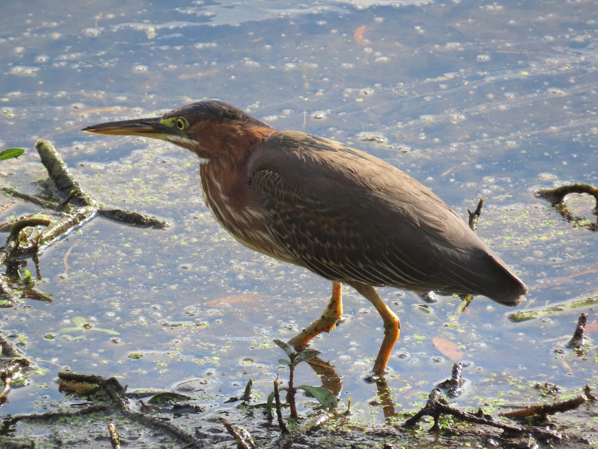 Green Heron - ML628189198