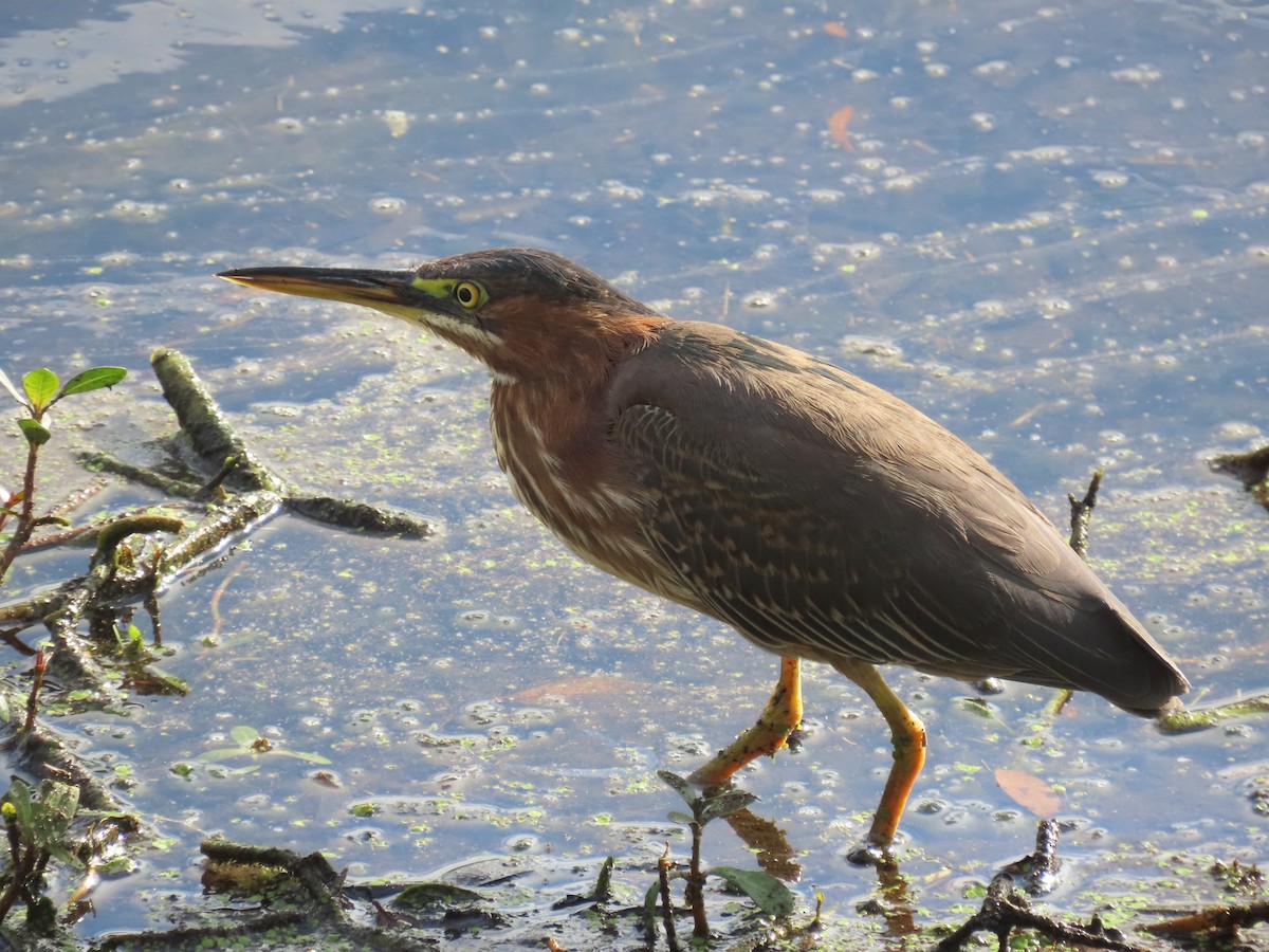 Green Heron - ML628189199