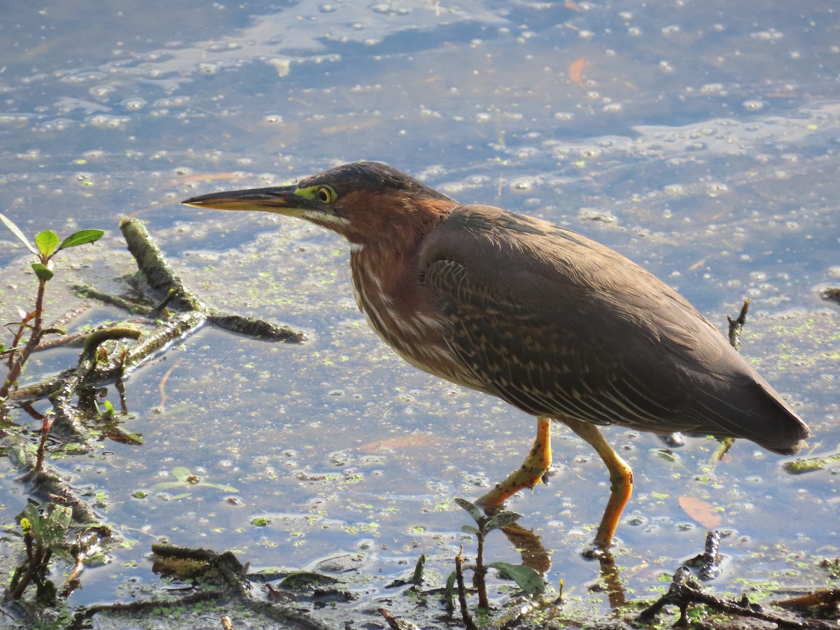 Green Heron - ML628189201