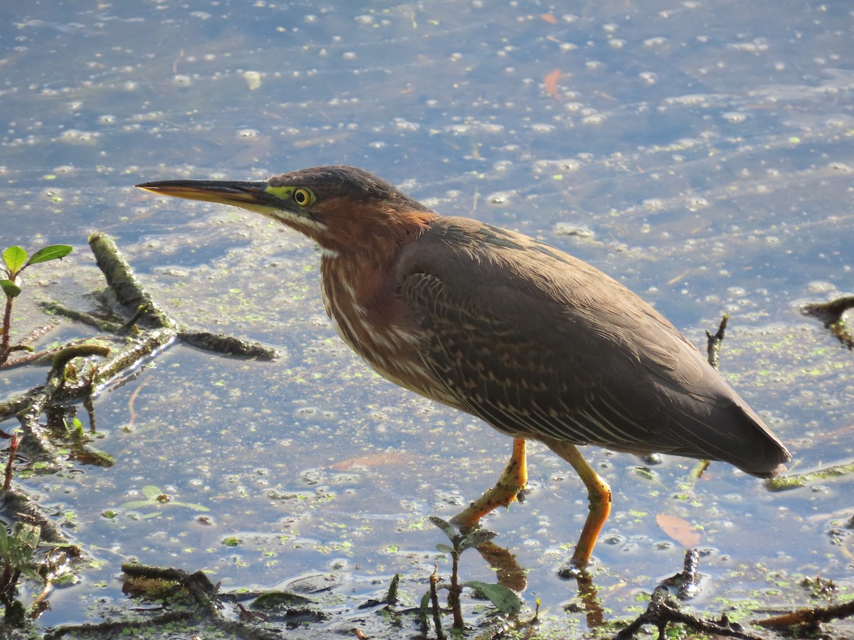 Green Heron - ML628189202