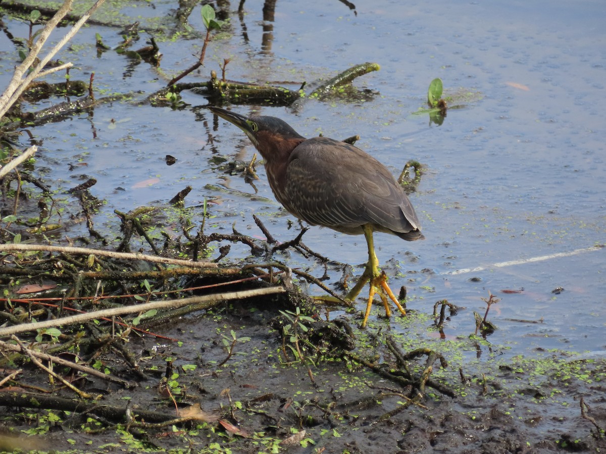 Green Heron - ML628189203